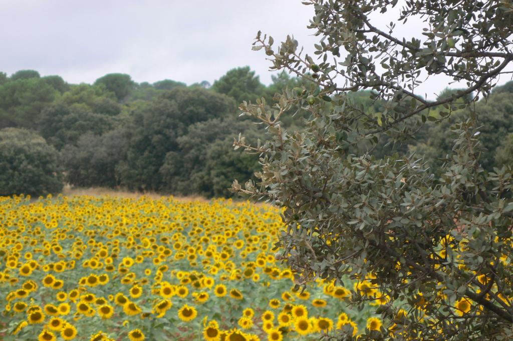 Foto de Puebla del Salvador (Cuenca), España