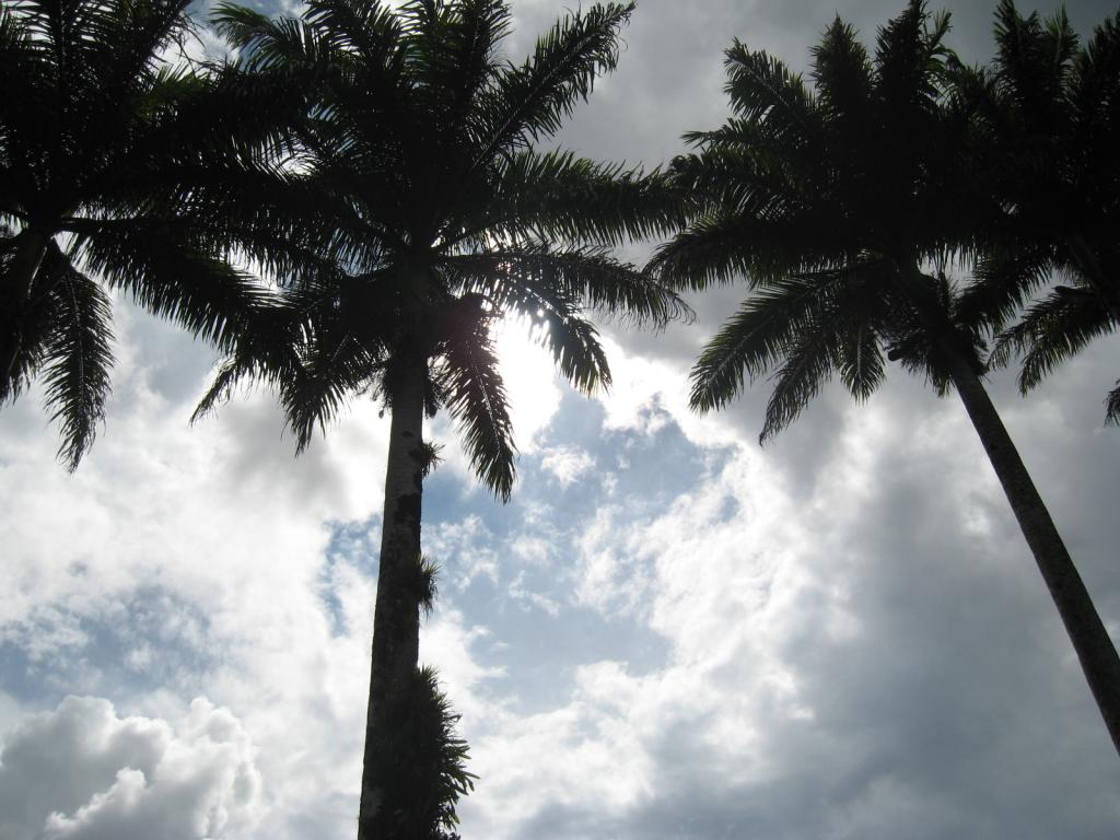 Foto de Catie (Turrialba), Costa Rica