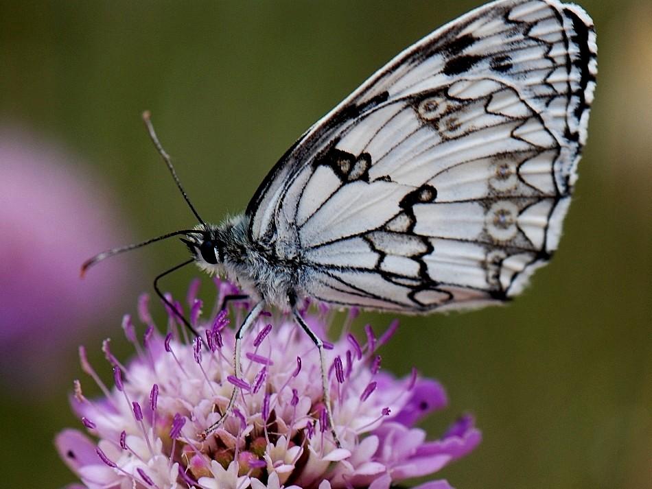 Foto de Cudillero (Asturias), España