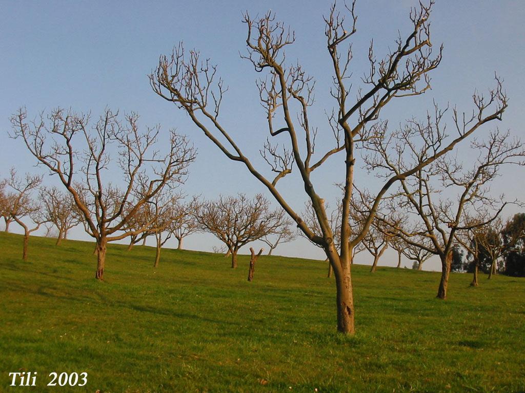 Foto de Oviedo (Asturias), España