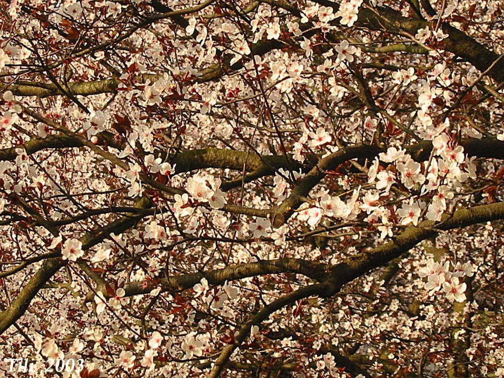 Foto de Oviedo (Asturias), España