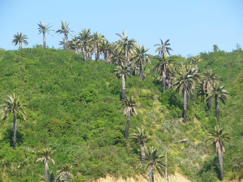 Foto de Viña del Mar, Chile
