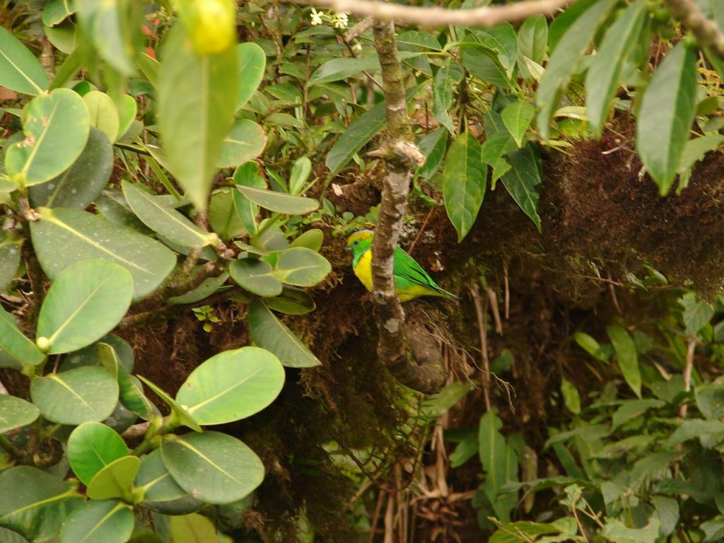 Foto de Puntarenas, Costa Rica