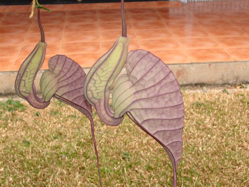 Foto de Esparza (Puntarenas), Costa Rica