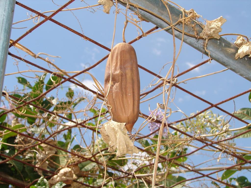Foto de Esparza (Puntarenas), Costa Rica