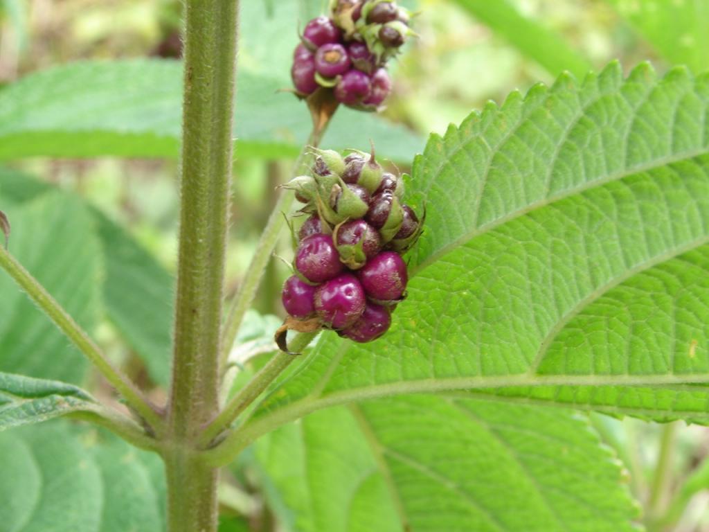 Foto de Upala, Costa Rica
