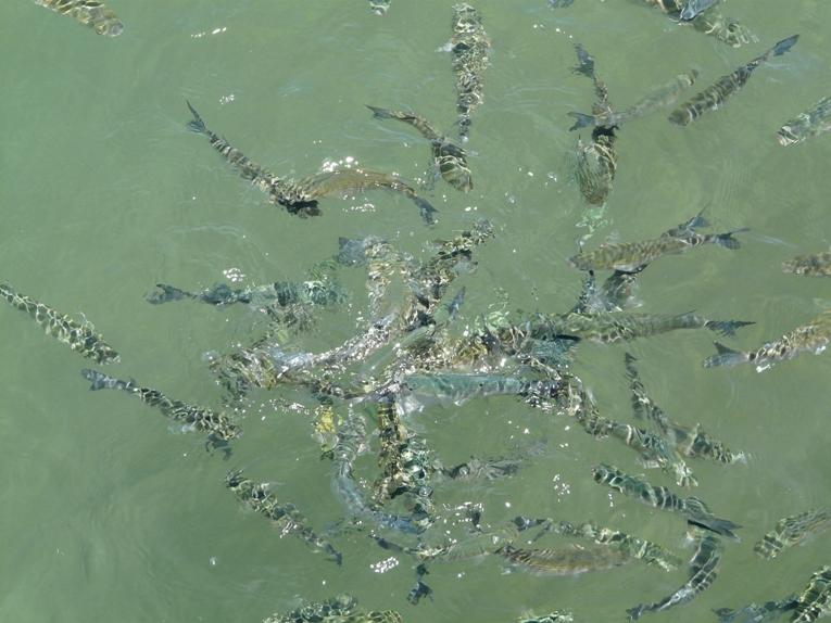 Foto de Lanzarote (Las Palmas), España