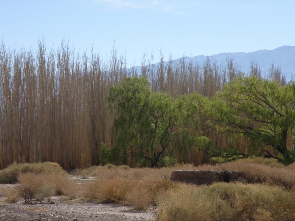 Foto de Rodeo (San Juan), Argentina