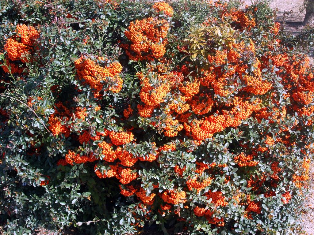Foto de Albacete (Castilla La Mancha), España