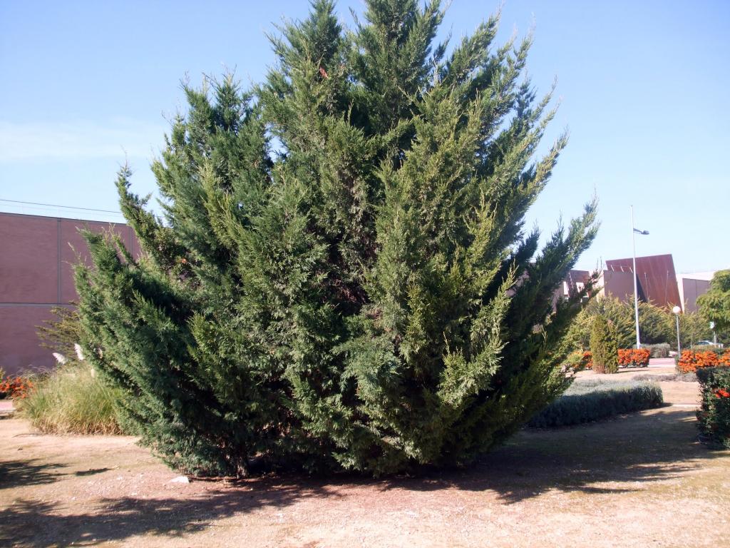 Foto de Albacete (Castilla La Mancha), España