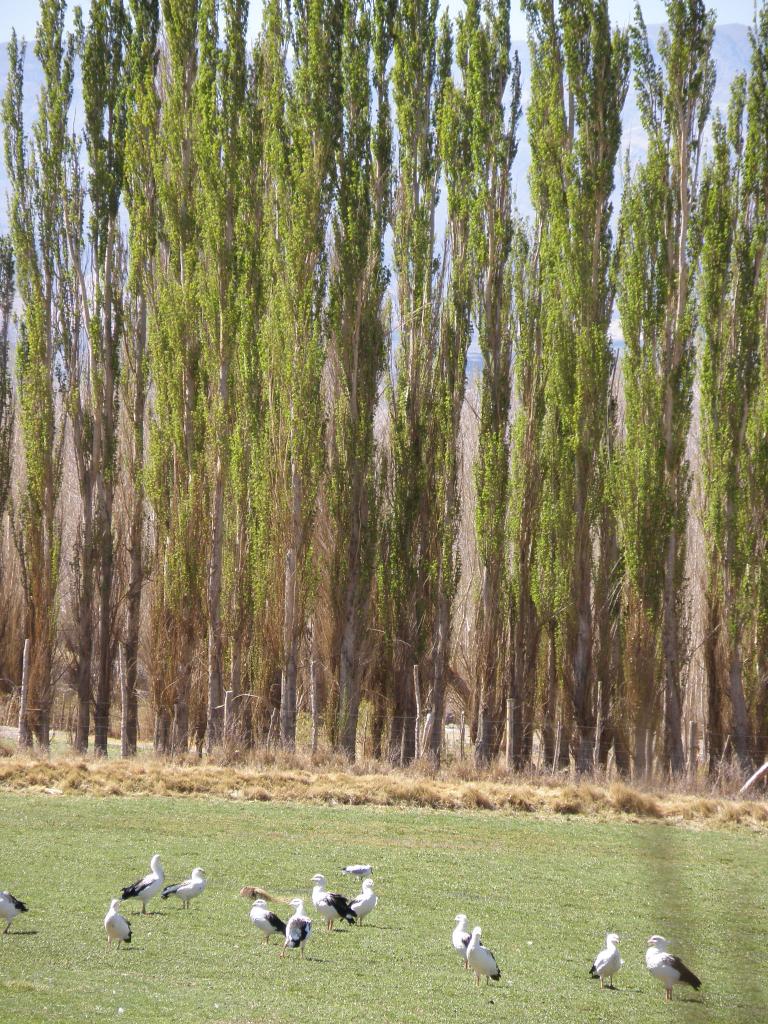 Foto de Rodeo (San Juan), Argentina