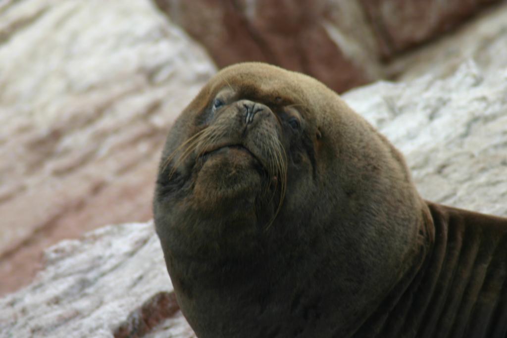 Foto de Paracas, Perú