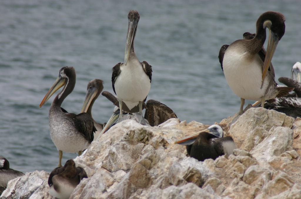 Foto de Paracas, Perú