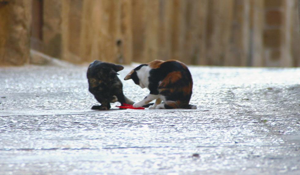 Foto de Calaceite (Teruel), España