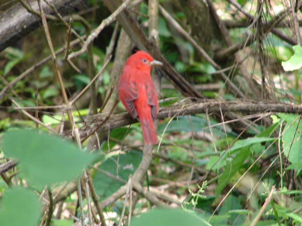 Foto de Guatuso (Alajuela), Costa Rica