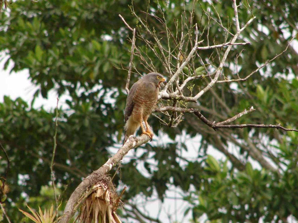 Foto de Guatuso (Alajuela), Costa Rica