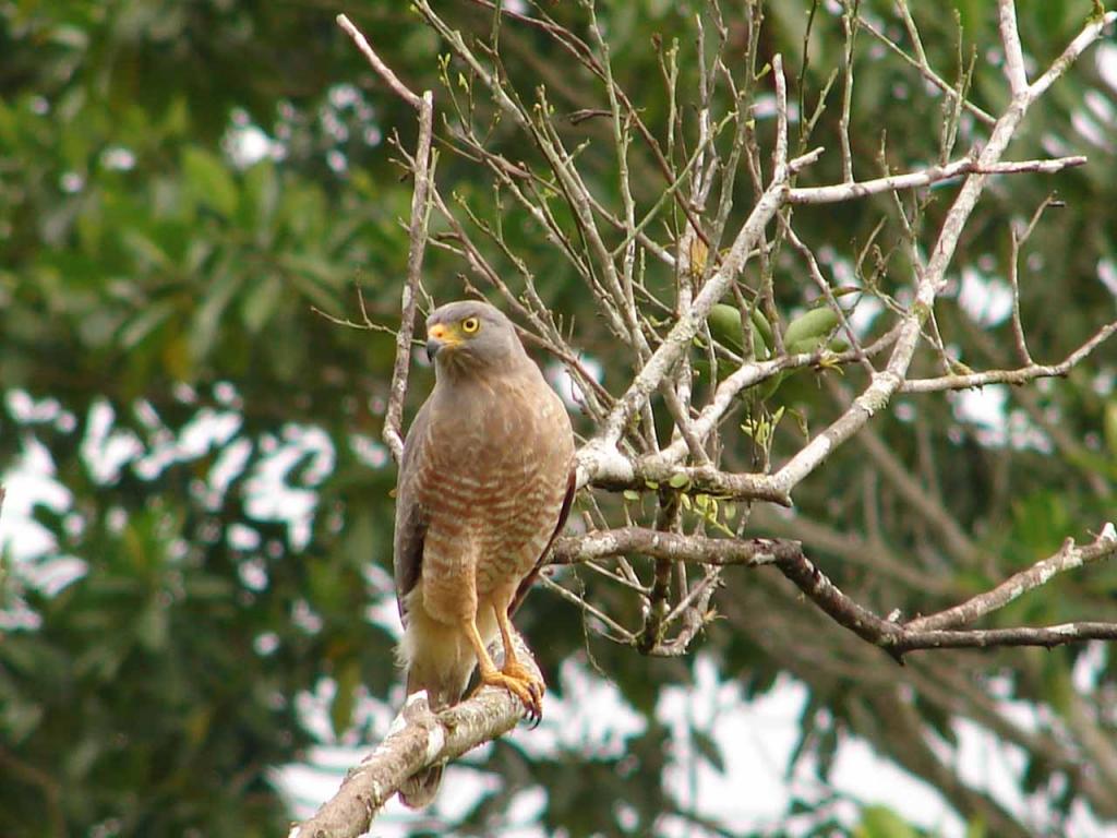 Foto de Guatuso (Alajuela), Costa Rica