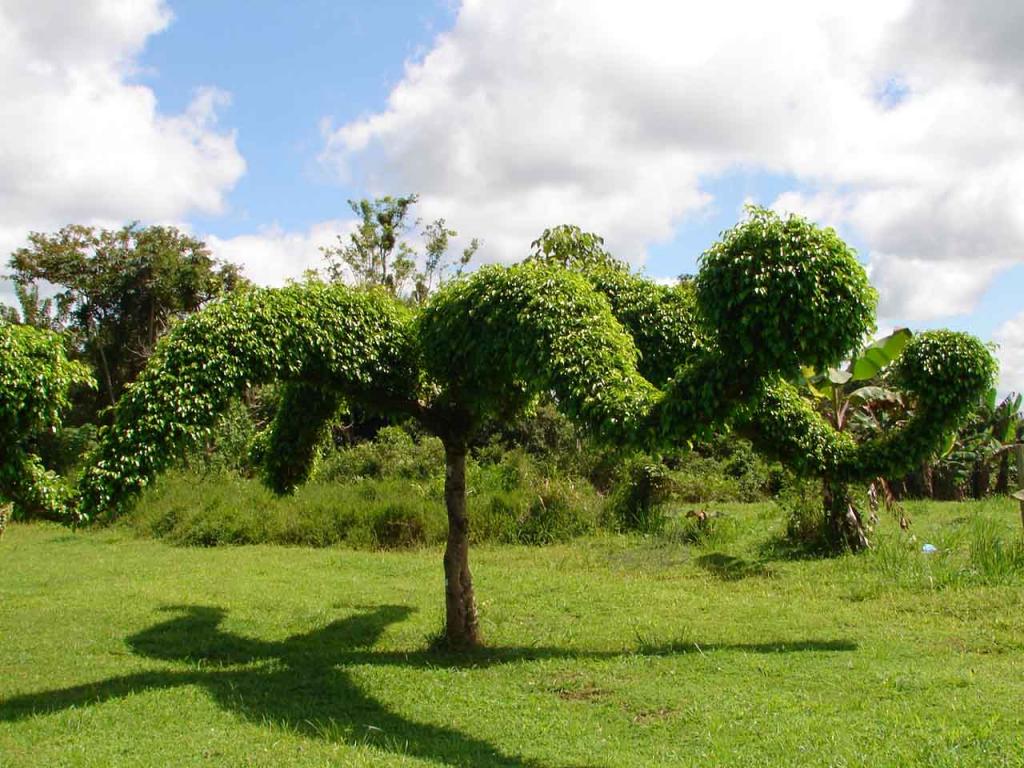 Foto de Guatuso (Alajuela), Costa Rica