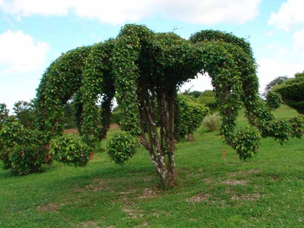 Foto de Guatuso (Alajuela), Costa Rica