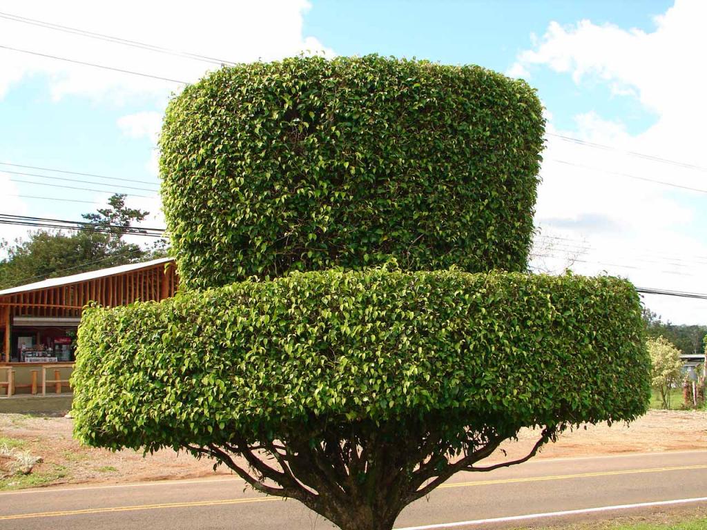 Foto de Guatuso (Alajuela), Costa Rica