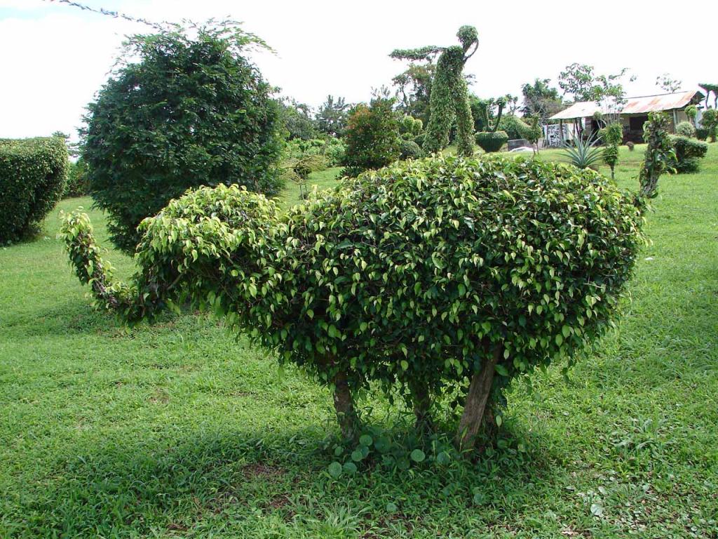 Foto de Guatuso (Alajuela), Costa Rica