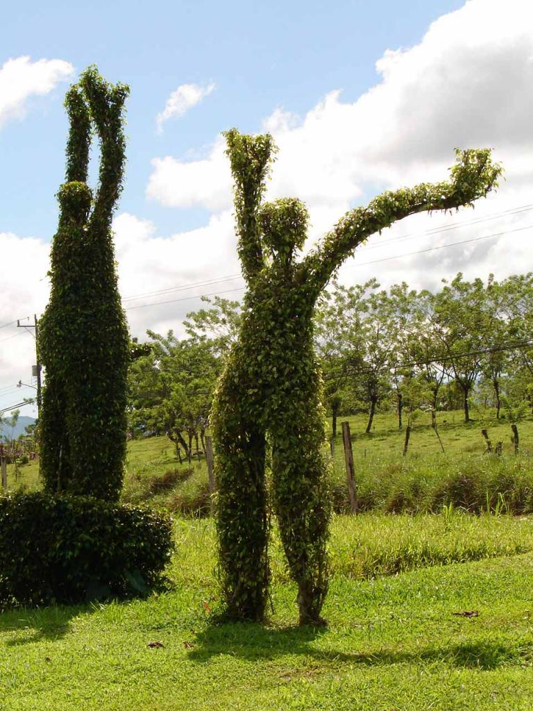 Foto de Guatuso (Alajuela), Costa Rica