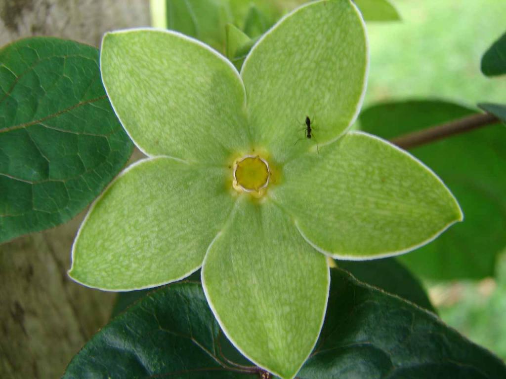 Foto de Guatuso (Alajuela), Costa Rica