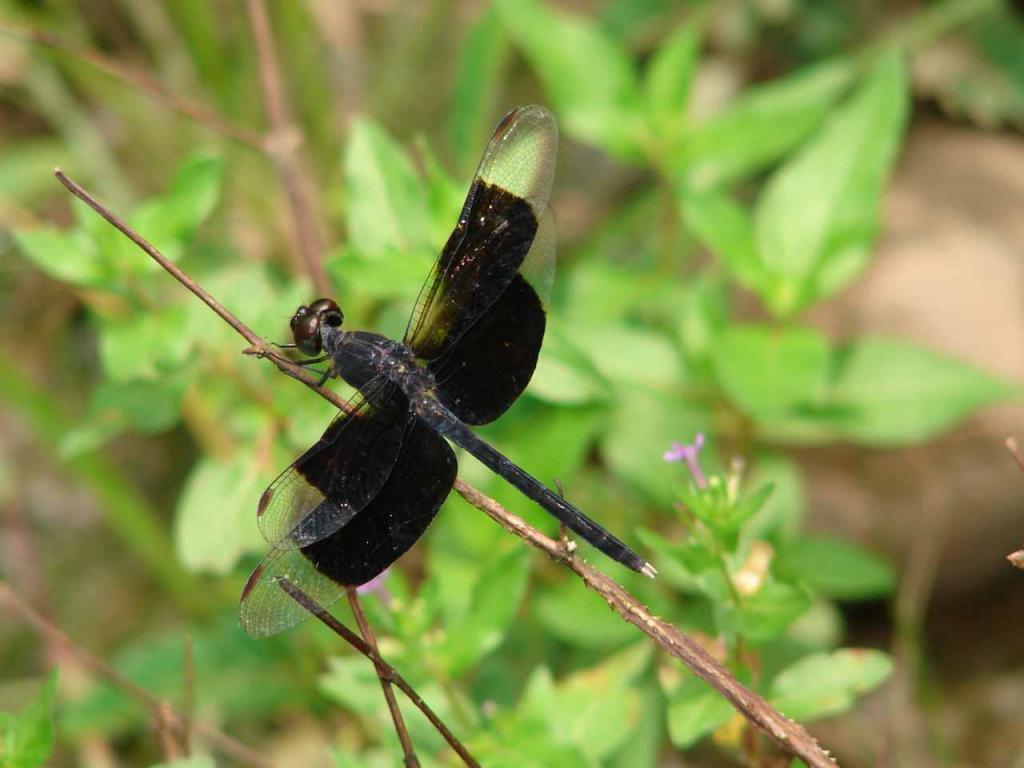 Foto de Guatuso (Alajuela), Costa Rica
