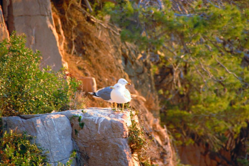 Foto de Aiguablava (Girona), España