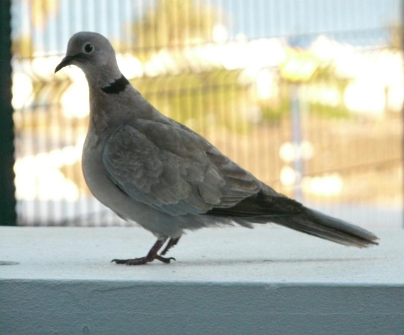 Foto de Lanzarote (Las Palmas), España
