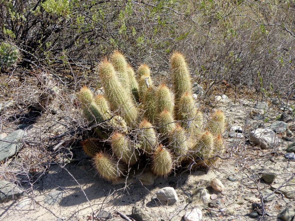 Foto de Rodeo (San Juan), Argentina