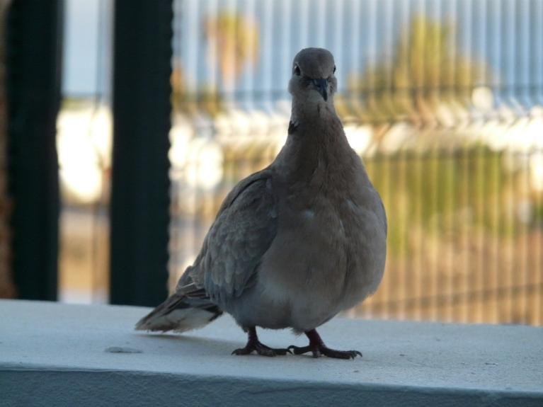 Foto de Lanzarote (Las Palmas), España