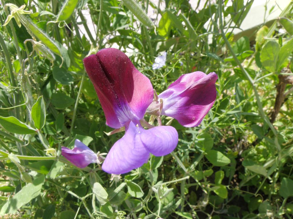Foto de San José de Jáchal (San Juan), Argentina