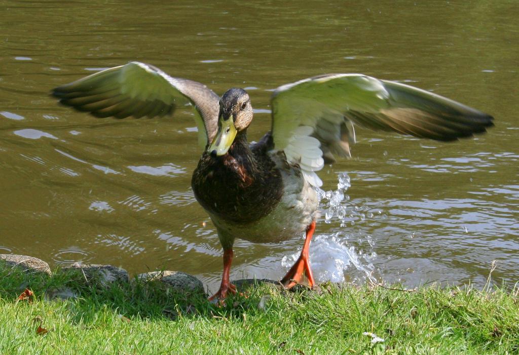 Foto de Amsterdam, Países Bajos