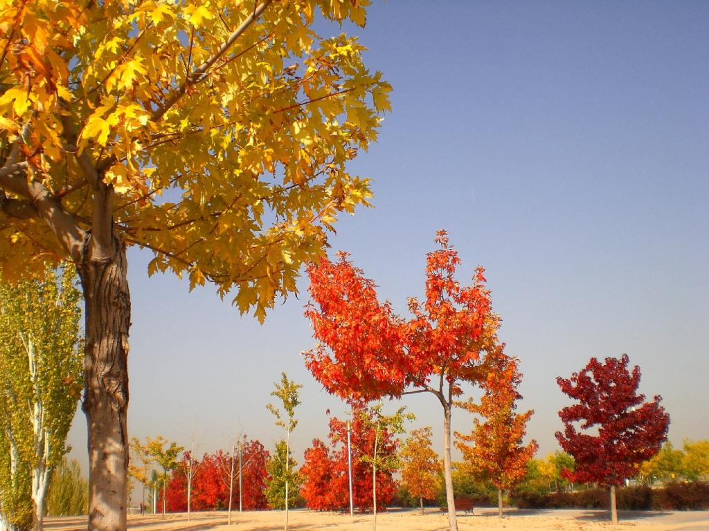 Foto de Madrid (Comunidad de Madrid), España