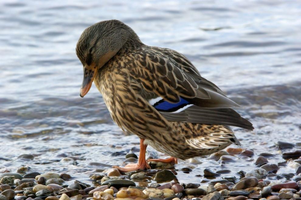Foto de Menorca (Illes Balears), España