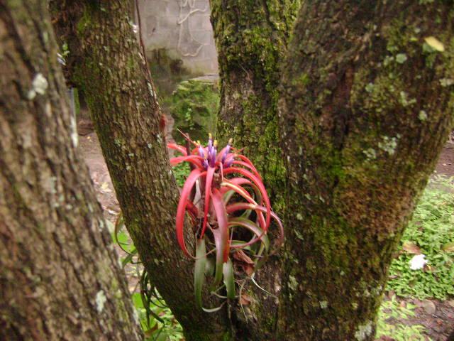 Foto de Delicias de Concepcion, El Salvador