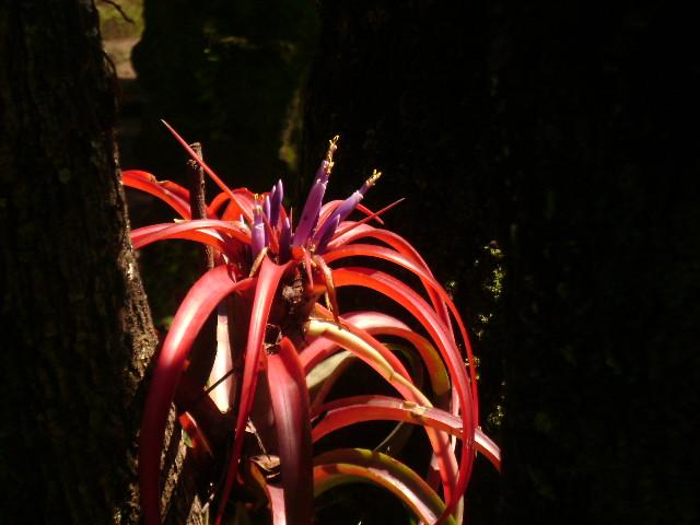Foto de Delicias de Concepcion, El Salvador