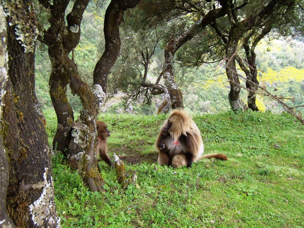 Foto de Gondar, Etiopía