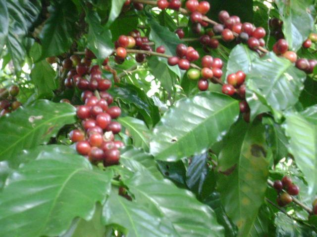 Foto de Delicias de Concepcion, El Salvador