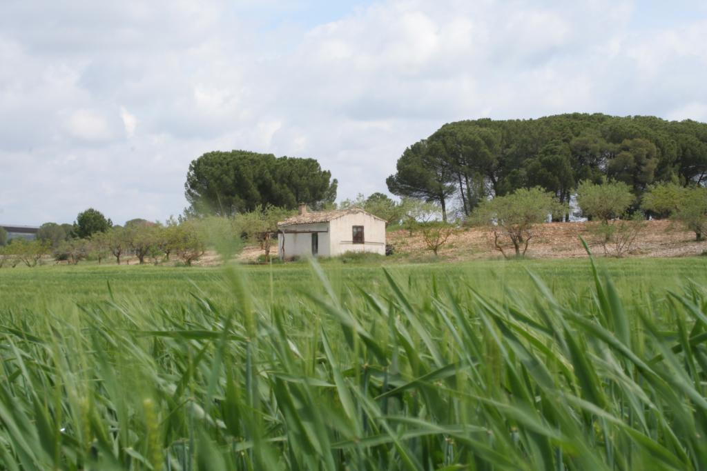 Foto de EL PICAZO (Cuenca), España
