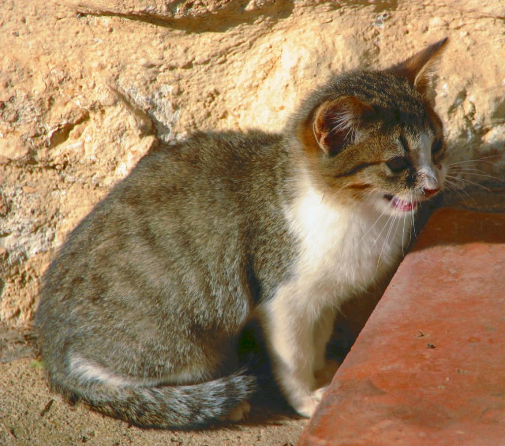 Foto de Castellet (Barcelona), España