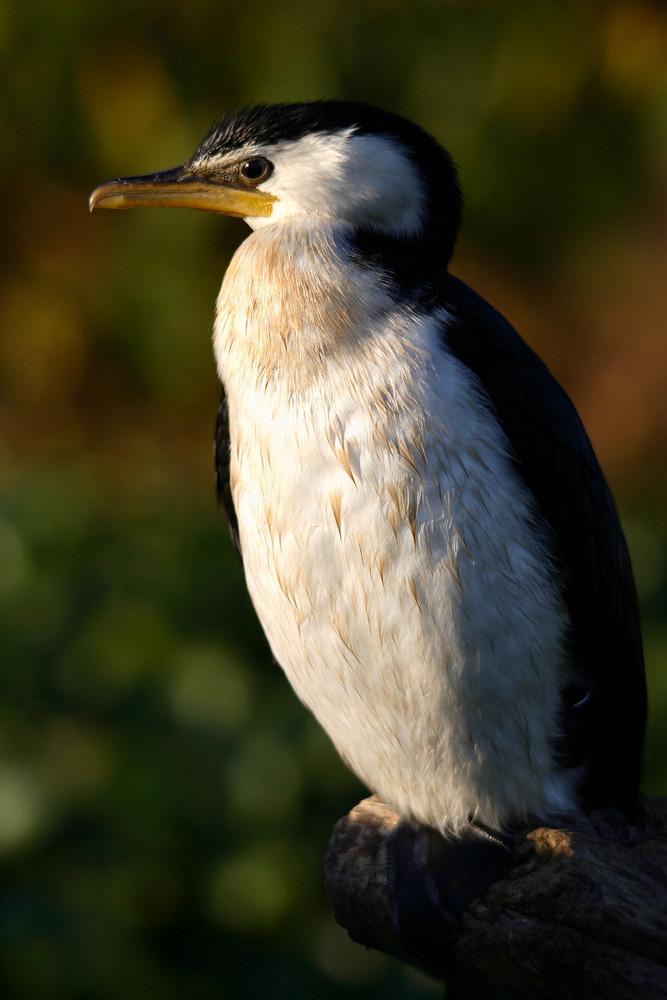 Foto de Delta de l'Ebre (Tarragona), España
