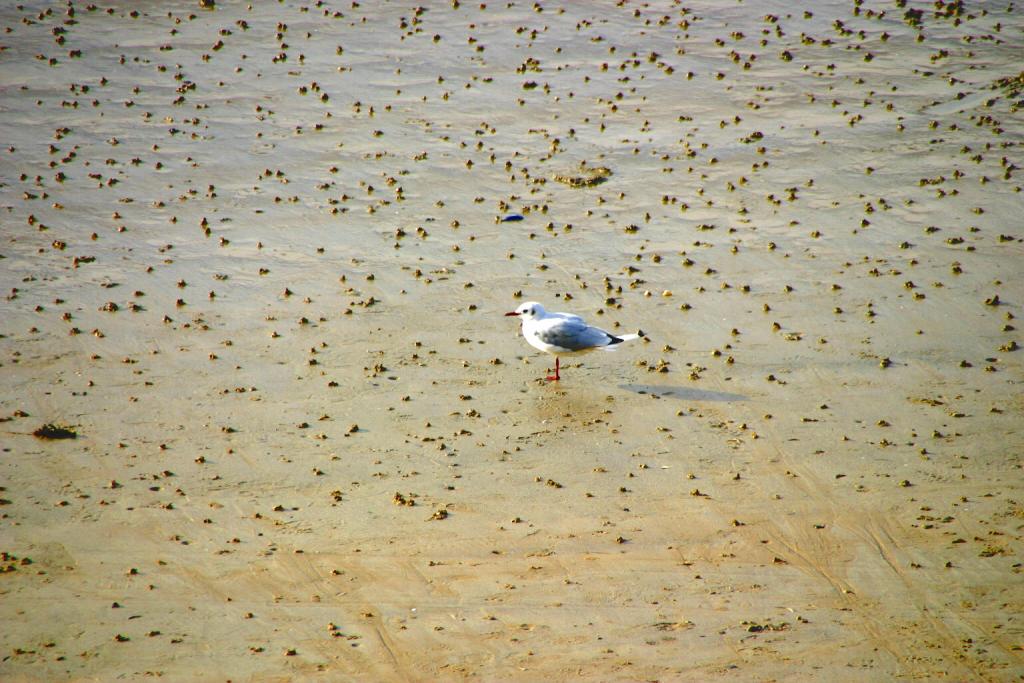 Foto de Saint-Malo, Francia