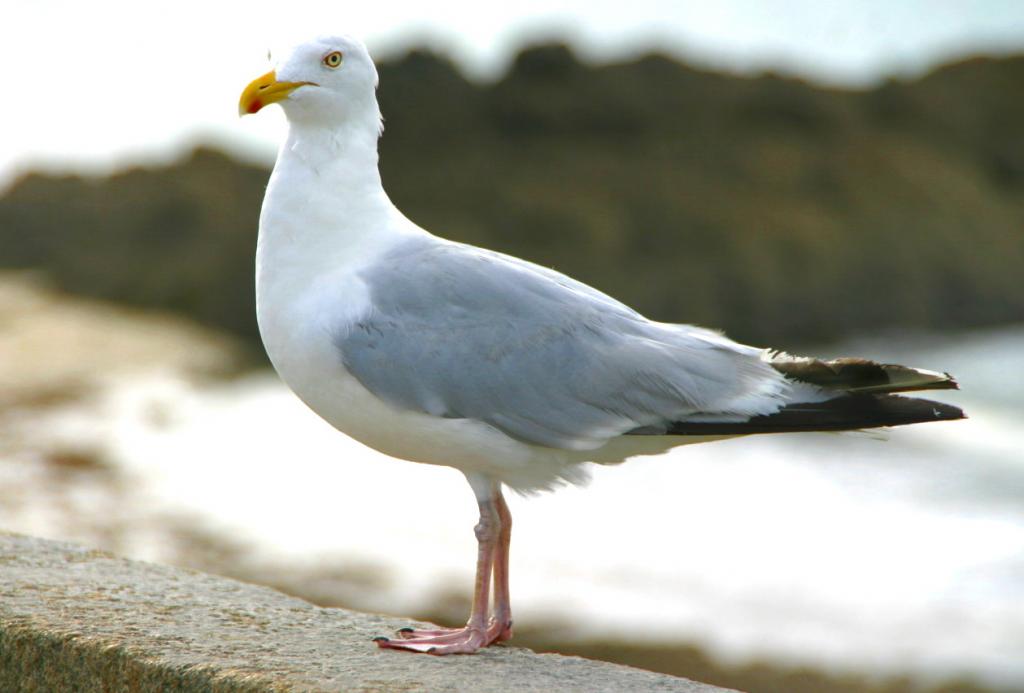 Foto de Saint-Malo, Francia