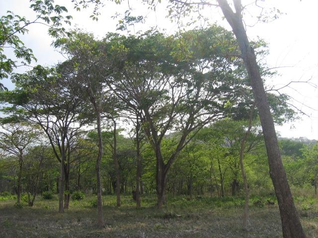 Foto de Moracia Nicoya (Guanacaste), Costa Rica