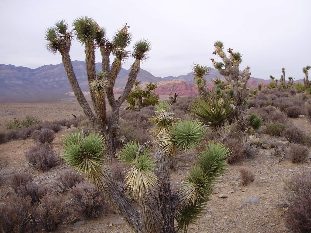 Foto de Red Canyon Park (Nevada), Estados Unidos
