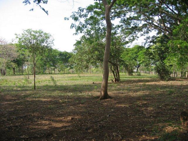 Foto de Moracia Nicoya (Guanacaste), Costa Rica