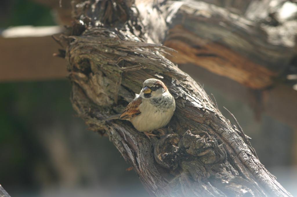 Foto de Ronda (Málaga), España
