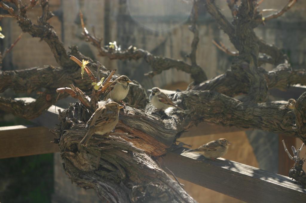 Foto de Ronda (Málaga), España